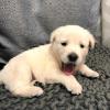 Puppies for sale Germany, Berlin Labrador Retriever