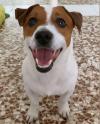 Puppies for sale Italy, Caserta Jack Russell Terrier