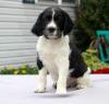 Puppies for sale Germany, Essen English Springer Spaniel