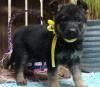 Puppies for sale Belgium, Bruges German Shepherd Dog