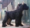 Продам щенка Slovenia, Pancevo, Opovo Other breed, Great schnauzer