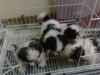 Puppies for sale France, Rouen Shih Tzu