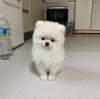 Puppies for sale Finland, Helsinki Pomeranian Spitz