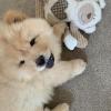 Puppies for sale Finland, Oulu Golden Retriever