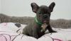 Puppies for sale Lithuania, Plunge French Bulldog