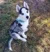 Puppies for sale Italy, Pesaro Other breed