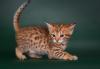 Kittens for sale Cyprus, Ayia Napa Other cat breed, Savannah kittens