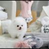 Puppies for sale Spain, Barcelona Pomeranian Spitz