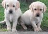 Puppies for sale Belgium, Brussels Labrador