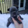 Puppies for sale Italy, Salerno French Bulldog