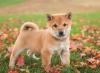 Puppies for sale Belgium, Charleroi , Shiba Inu