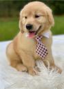 Puppies for sale Bulgaria, Plovdiv Yorkshire Terrier