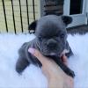 Puppies for sale Ireland, Cork French Bulldog