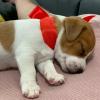 Puppies for sale Italy, Syracuse Jack Russell Terrier