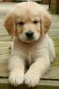 Puppies for sale Sweden, Norcheping Labrador Retriever