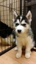 Puppies for sale United Kingdom, Darlington Haski, Siberian Husky puppies