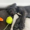 Puppies for sale Netherlands, Maastricht Other breed