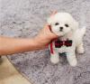 Puppies for sale Spain, Madrid , Bichon Frise