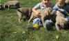 Puppies for sale Italy, Piacenza Labrador Retriever