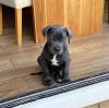 Puppies for sale Italy, Rome Other breed