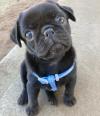 Puppies for sale Germany, Berlin Pug