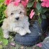 Puppies for sale Belgium, Liege , maltipoo