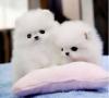 Puppies for sale Hungary, Budapest Pomeranian Spitz