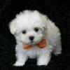 Puppies for sale Germany, Berlin Maltese