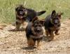 Puppies for sale Cyprus, Ayia Napa German Shepherd Dog