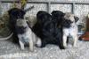 Puppies for sale Cyprus, Limassol Pug
