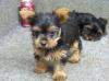 Puppies for sale France, Marseille Yorkshire Terrier