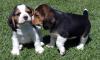 Puppies for sale Germany, Berlin Beagle