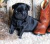 Puppies for sale Cyprus, Paphos Pug