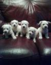 Puppies for sale Czech Republic, Prague West Highland White Terrier