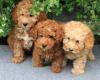 Puppies for sale Sweden, Malmo Toy-poodle