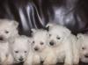Puppies for sale Lithuania, Vilnius West Highland White Terrier