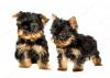 Puppies for sale Germany, Berlin Yorkshire Terrier