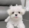 Puppies for sale Italy, Naples , maltes