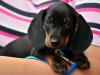 Puppies for sale Netherlands, Dordrecht Dachshund