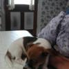 Puppies for sale France, Metz Jack Russell Terrier