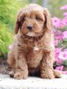 Puppies for sale Lithuania, Kaunas , Cavapoo
