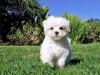 Puppies for sale Azerbaijan, Ganja , Maltese