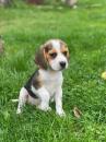 Puppies for sale Germany, Hannover Beagle