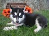 Puppies for sale Netherlands, Amsterdam Other breed, Blue Eyes Siberian Husky Puppies