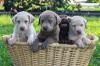 Puppies for sale Italy, Milan Labrador