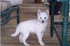 Puppies for sale Kyrgyzstan, Bishkek Spitz