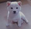 Puppies for sale Netherlands, Tilburg , Shiba Inu