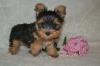 Puppies for sale France, Marseille Yorkshire Terrier