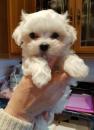 Puppies for sale France, Paris Maltese