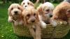 Puppies for sale Canada, Quebec, Quebec City , Cockapoo